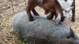 农村里羊和猪的和谐相处，猪：别把我耳朵当草啃