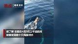 三亚海警巡逻偶遇上百只海豚 豚群腾空戏水场面壮观