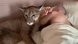 一只超粘人的“大猫”，主人睡觉都粘着，男子也无奈！