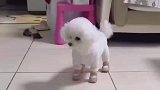 当小狗第一次穿鞋，狗狗疑惑了