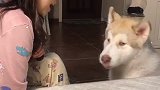 守吃富贵儿智慧的小眼神