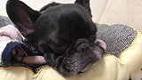 一只正在打呼噜说梦话的斗牛犬，好喜感