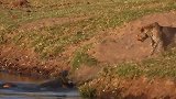 动物界殊死搏斗，残暴豹子大战鳄鱼