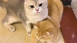小仓鼠竟然发出猫叫？！我家猫高兴坏了！猫 萌宠 剧情 剧情反转 剧情梗 动物故事 仓鼠