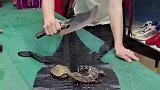 见过大场面的小鳄鱼，瞬间不想长大了，心里有阴影了已经