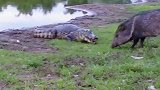鳄鱼和野猪在河边相撞，没想到的是鳄鱼居然怂了