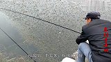 河面被水草覆盖，大爷挑出深沟，为何能钓上大板鲫？蚯蚓是秘诀