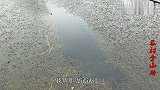 河面被水草覆盖，大爷挑出深沟，为何能钓上大板鲫？蚯蚓是秘诀