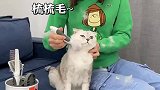 猫咪的报复心