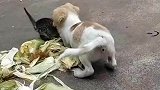 小狗子又离挨揍不远了，这狗根本没把猫咪家长放眼里