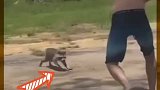 狂犬浣熊攻击男子
