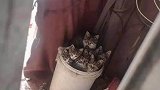 捕捉到一桶小猫咪