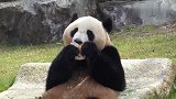 大熊猫吃冰糕，冰的都打喷嚏了还继续吃，真是吃货一枚