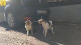 家猫欺负流浪猫却被流浪猫揍了一顿，只能落荒而逃