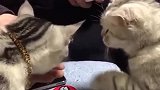 猫：我都按了几次了，快喂我吃！