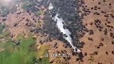 关公蟹发现一条鲸鱼，几分钟过后，场面何其壮观