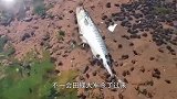 关公蟹发现一条鲸鱼，几分钟过后，场面何其壮观