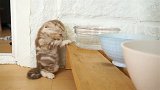小奶猫真乖，口渴了自己去找水喝，喝水的样子真斯文
