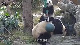 继熊猫叉腰之后，熊猫宝宝求抱抱又火了，网友：这谁受得了