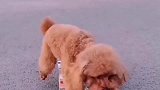 小泰迪狗狗的绝活表演太可爱了，看完忍住别笑