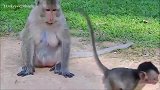 实拍：有好吃的，小猴子乐开怀