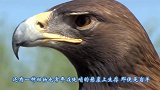 狐狸追赶峭壁上的山羊，下一秒蒙圈了，狐狸：这分明就是飞檐走壁