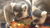 喝红酒，啃鸡腿，狐猴们过节吃了一顿大餐美食