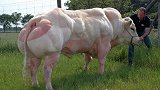 只为人们吃肉，一生要做数十次剖腹产，为了美食人们可以多狠心？