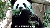 旅泰大熊猫“林慧”的真实生活