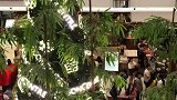 外国的圣诞灯饰真的好看，祝愿大家圣诞快乐