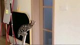 猫咪：今天这铲屎女人有点反常啊，难不成她又想暗算我