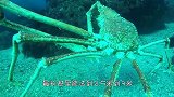 这种螃蟹久居深海，却被人们称为“杀人蟹”，它是如何杀人的？