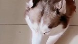 女主让二哈配合演习，结果这家伙总是慢半拍，太逗了
