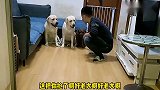 狗狗老四辛苦抢了第一，奖品却被赛文给截胡，有苦难言