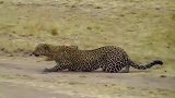 花豹伏击猎物，它的目标是前方羚羊。为了隐藏自己，花豹匍匐前进