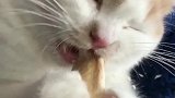 猫：这肉干也太好吃了，比小鱼干还好吃！
