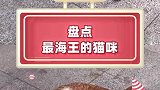 我是不是世上唯一一个对五个女人动了心的猫咪？