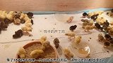 带你们看看我家刚出壳的芦丁鸡宝宝