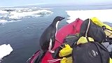 俄罗斯海上偶遇企鹅，要加QQ吗