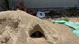 天气太热，狗狗自己刨沙洞避暑，结果塌方了