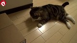 可爱的小猫咪是如此的喜欢纸箱子