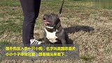 恶霸犬长得到底多古怪这长相这短腿没谁了！