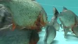饿了10天的食人鱼有多凶，将电鳗扔进去后，场面顿时失控
