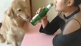 主人难过喝酒，下一秒金毛的举动让人感动