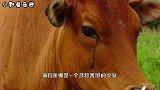 牛被杀时为什么会流眼泪？听了专家的分析，网友：不敢再吃牛肉了