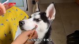 指挥现场掉裤子 别笑这指挥 笑坏了我可不负责