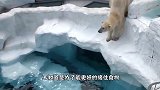 食物能激发动物的潜能，北极熊为了吃到，不光站起来还会鼓掌