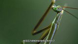 为什么母螳螂要“吃夫”？并不是为了下一代，看完后长见识了！