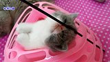 小奶猫独自玩玩具，另一只奶猫热情扑过来，猫哥哥在一旁卖起萌来