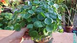 铜钱草叶片小小的，试试这几招，叶片比硬币大